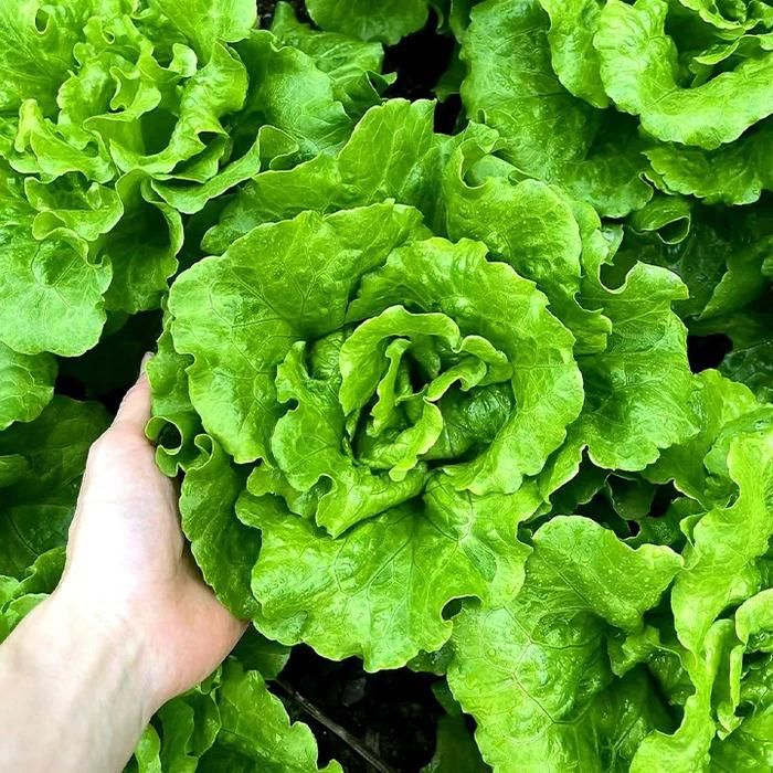 Lush Leaf Organic Lettuce Seed Pods (20-Pack)