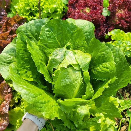 Lush Leaf Organic Lettuce Seed Pods (20-Pack)
