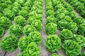 Lush Leaf Organic Lettuce Seed Pods (20-Pack)