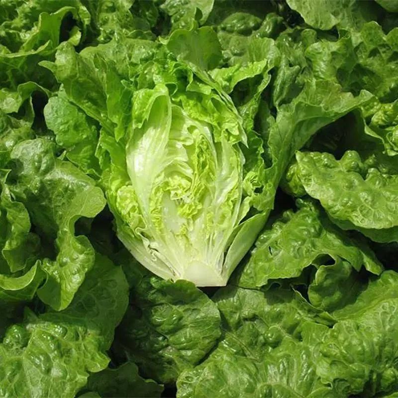 Lush Leaf Organic Lettuce Seed Pods (20-Pack)